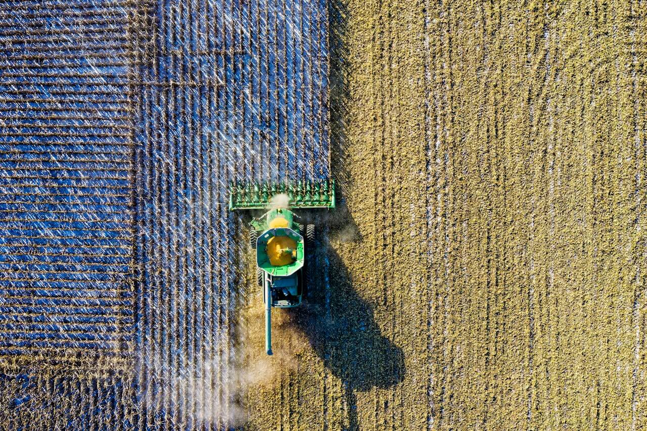 A tractor harvesting corn from the farm.
