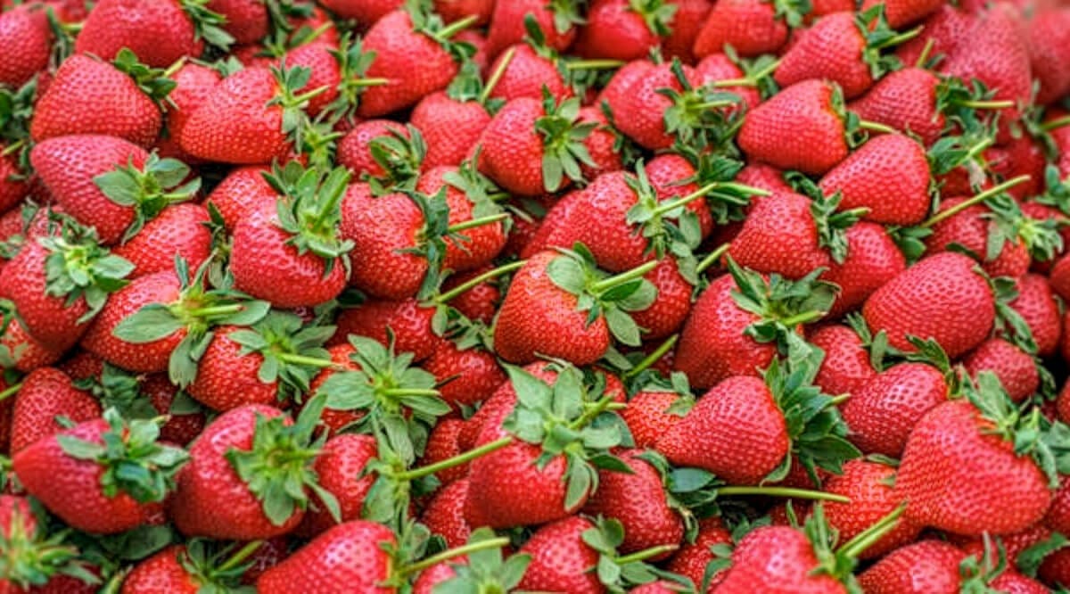 A bushel of freshly picked strawberries.