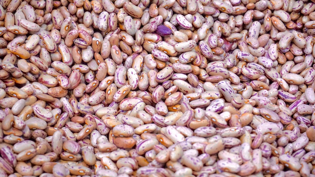 National Bean Day