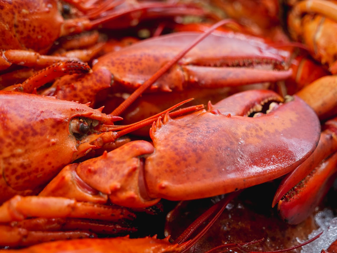 National Lobster Day