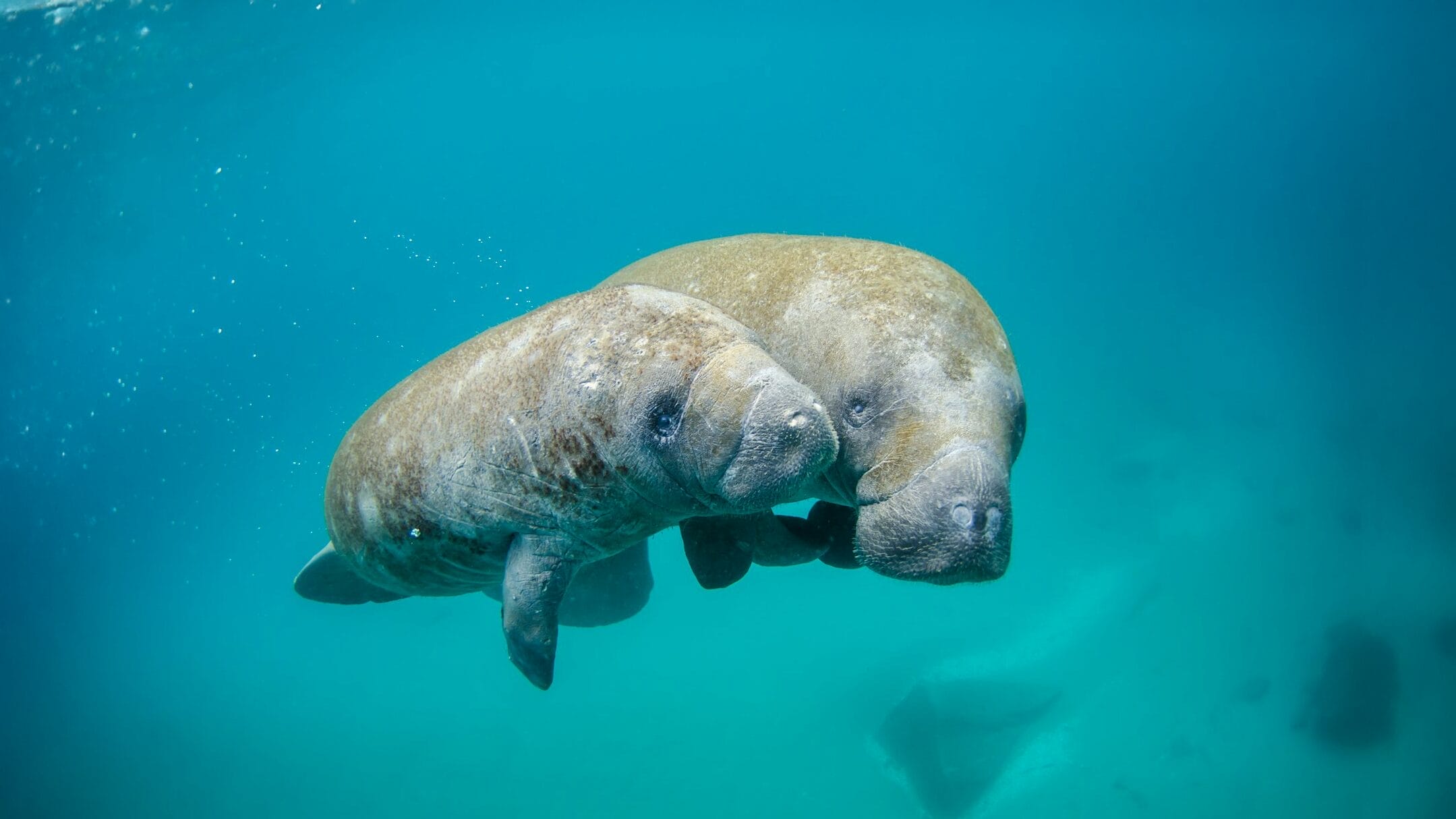 Manatee