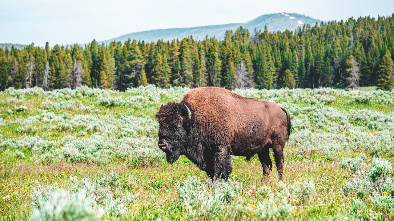 Bison