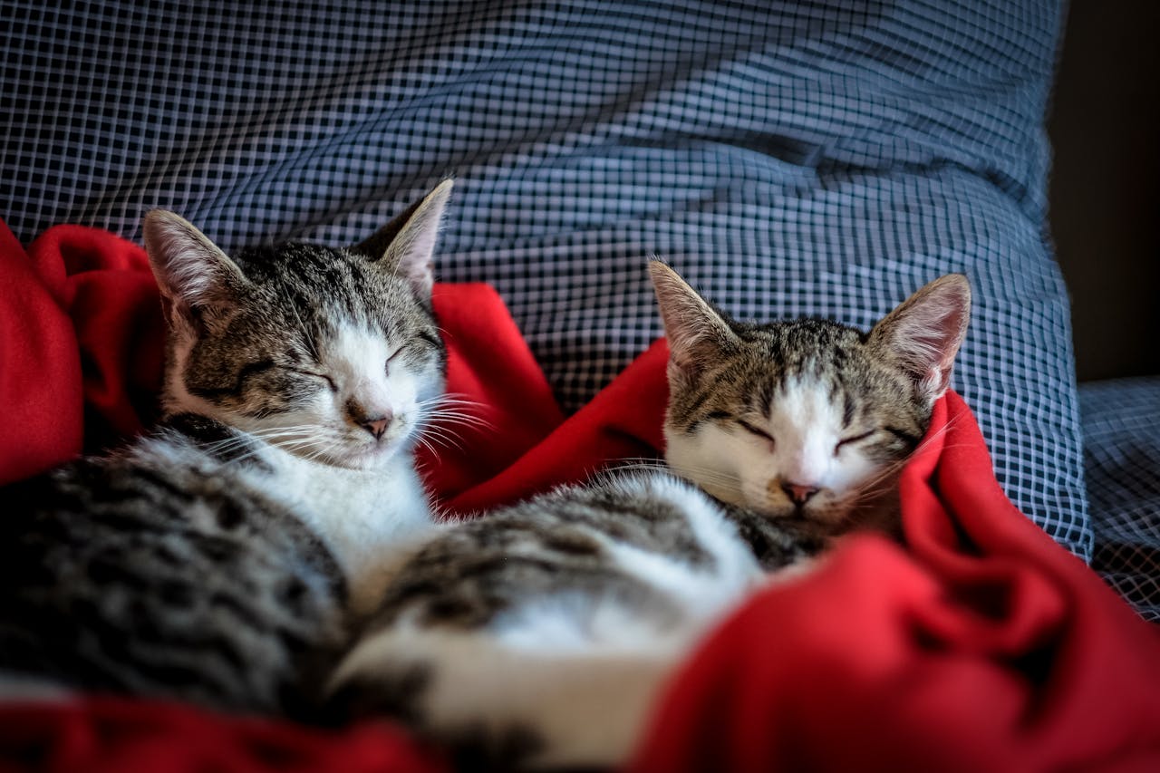 Humane Society