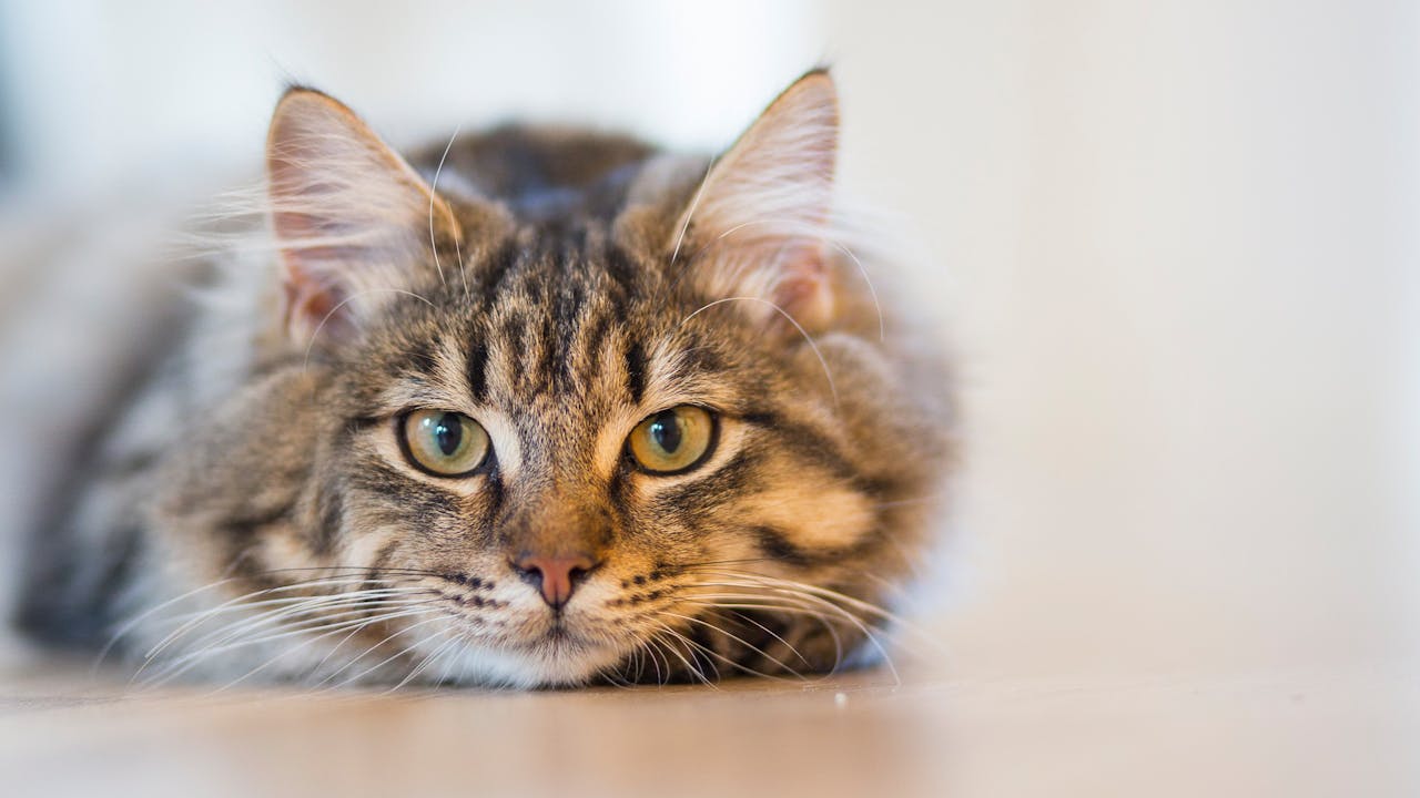 Cat Lovers Month