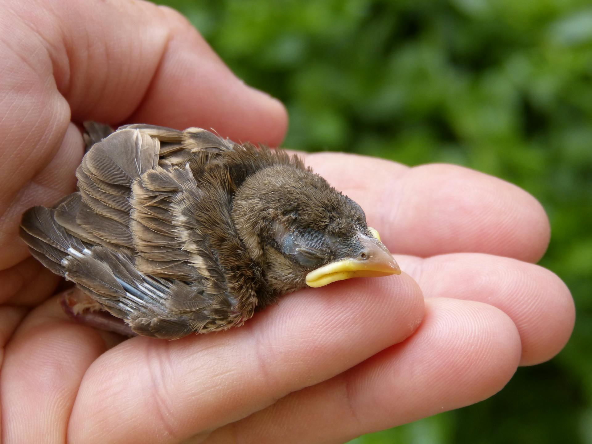 Rescued Bird Month