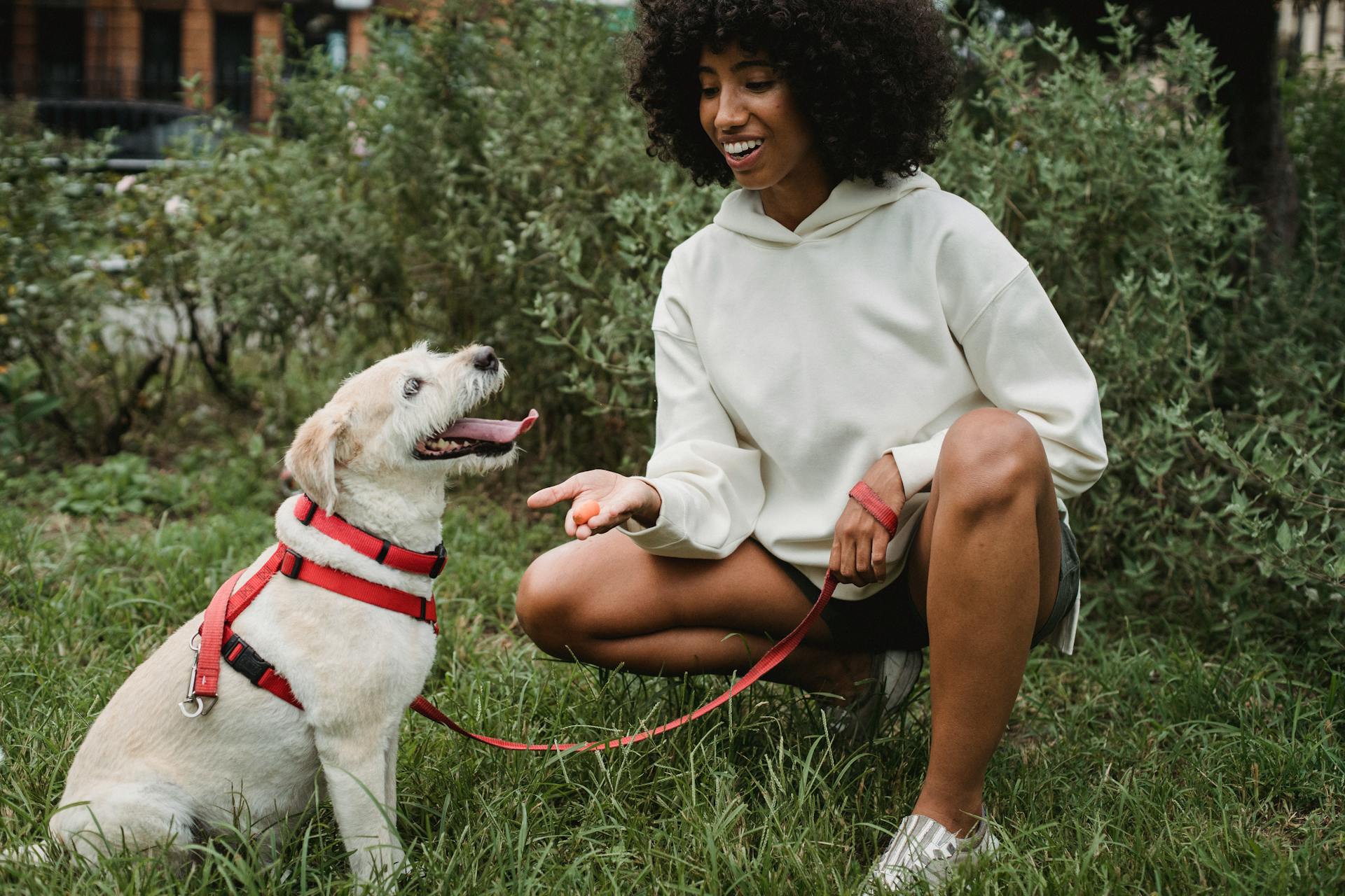 Train Your Dog Month