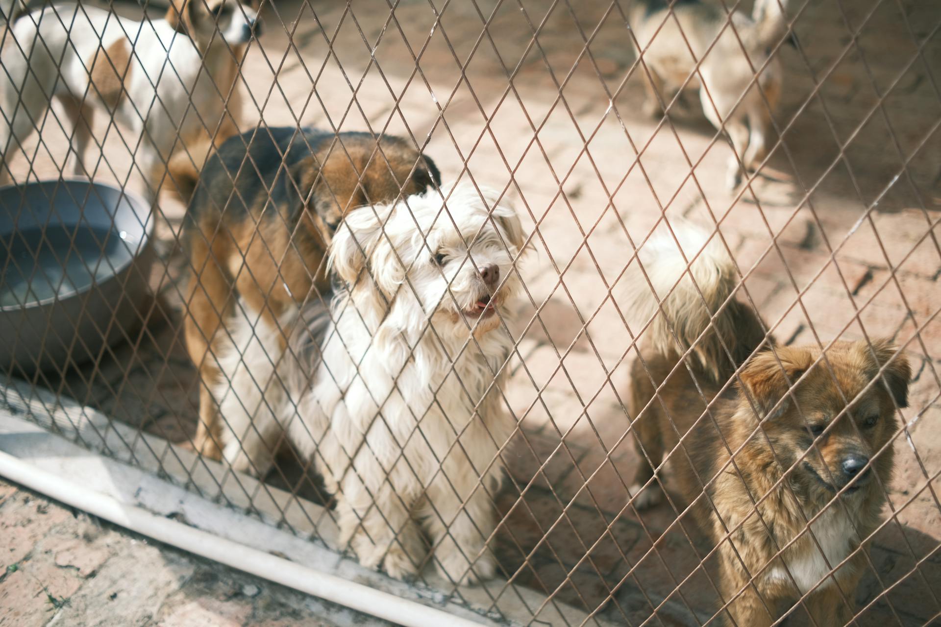 Sheltered Pet Day