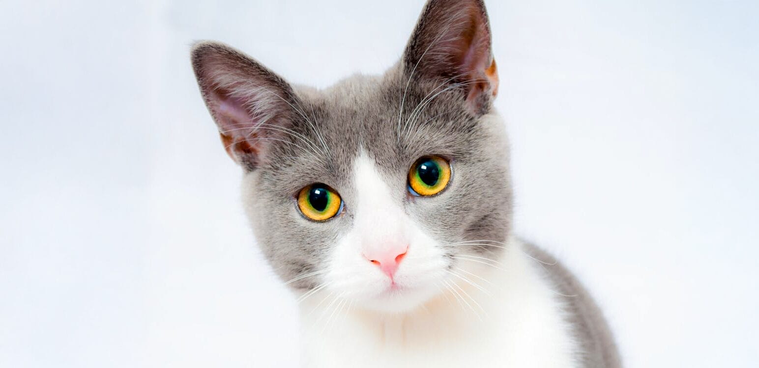 Answer Your Cat's Questions Day