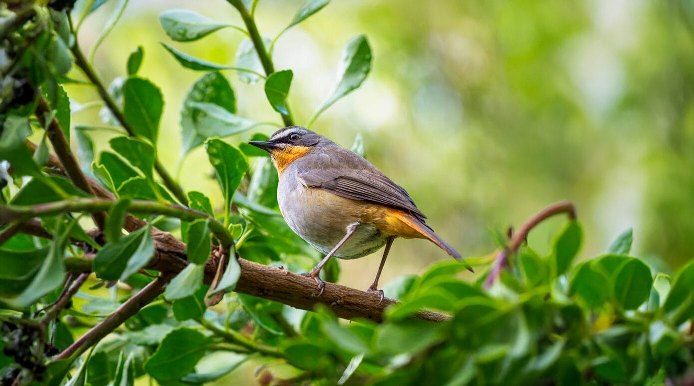 National Bird Day