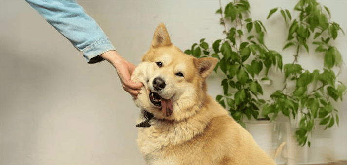 Change a Pet’s Life Day