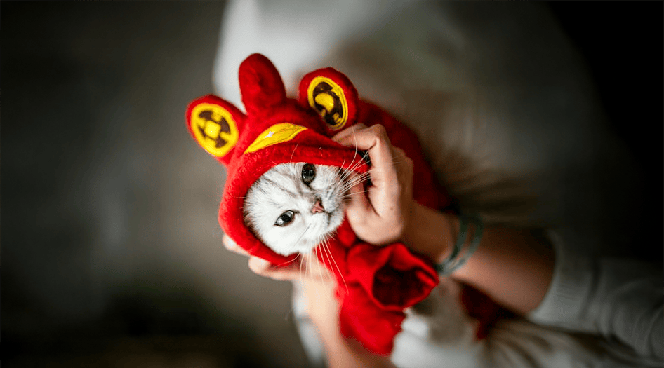 Dress Your Pet Up Day