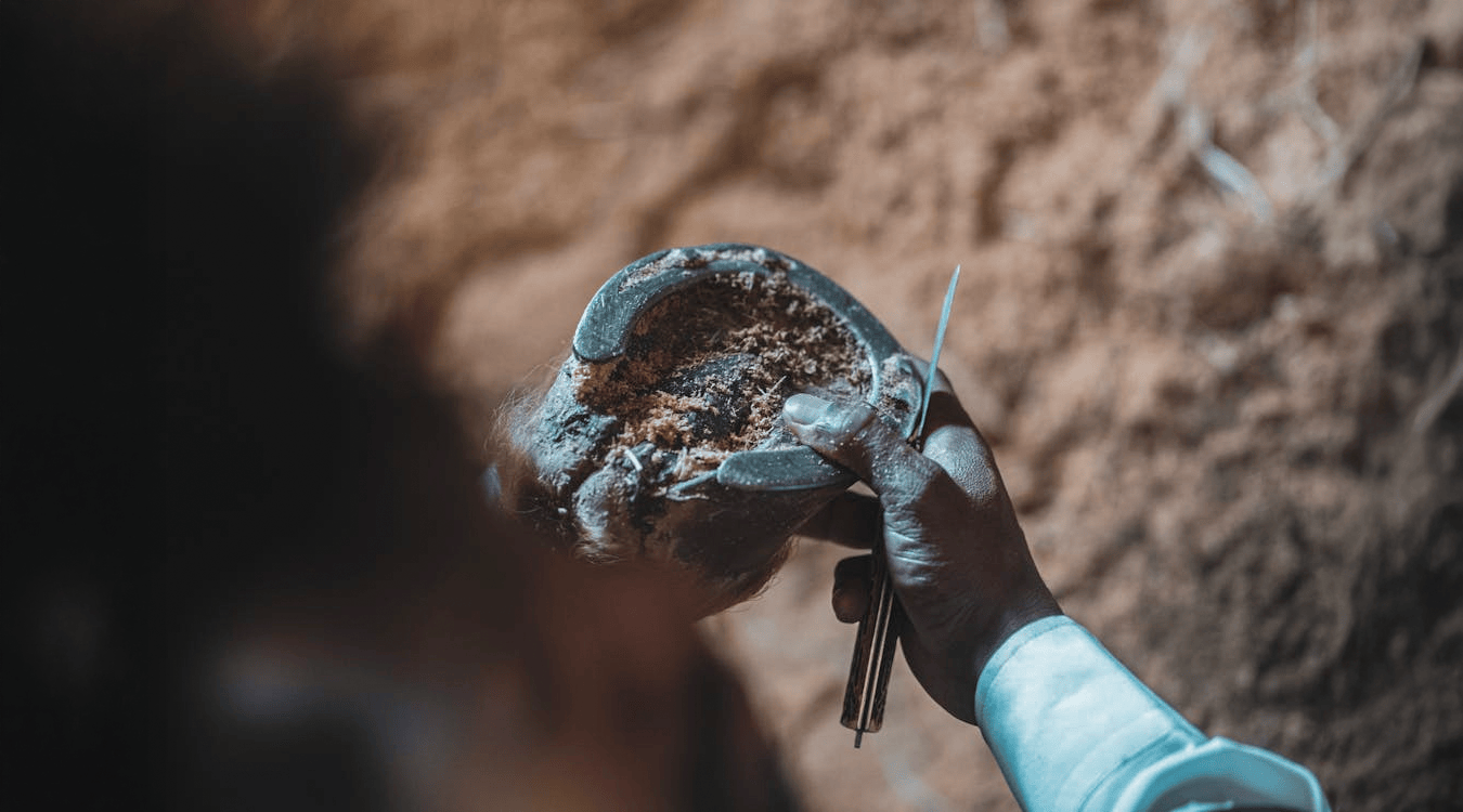 International Hoof Care Week