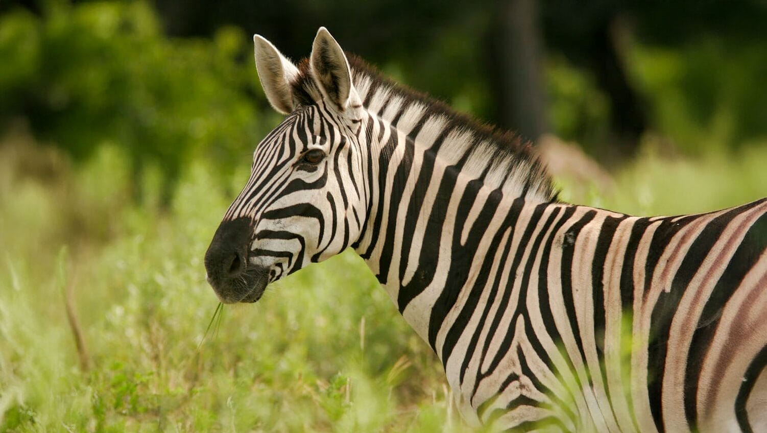 International Zebra Day