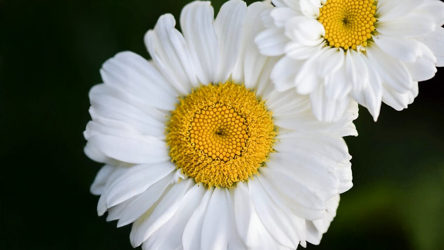 National Daisy Day