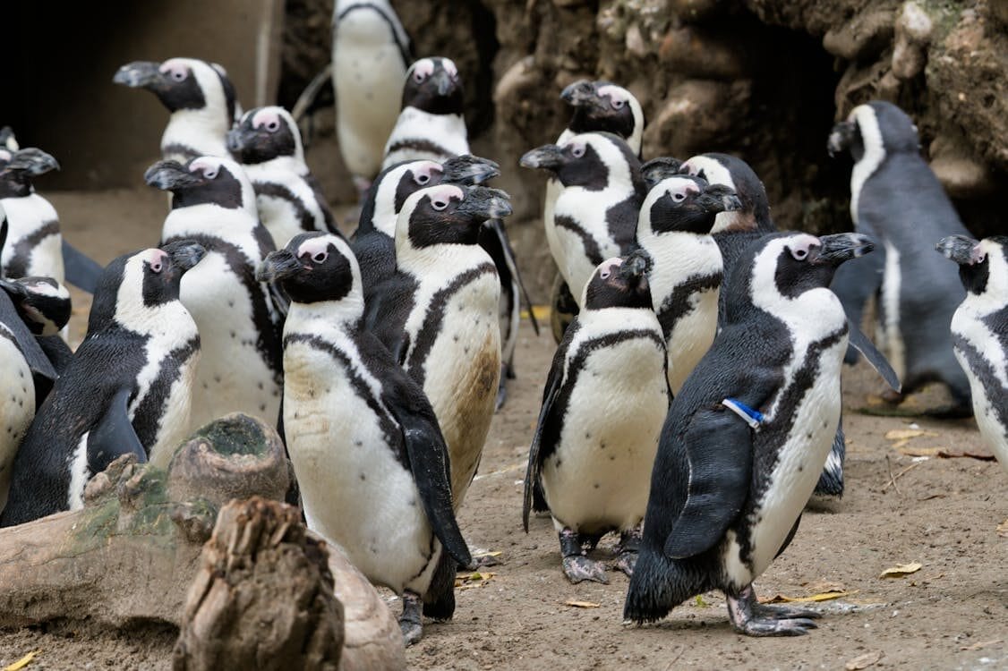 National Penguin Day