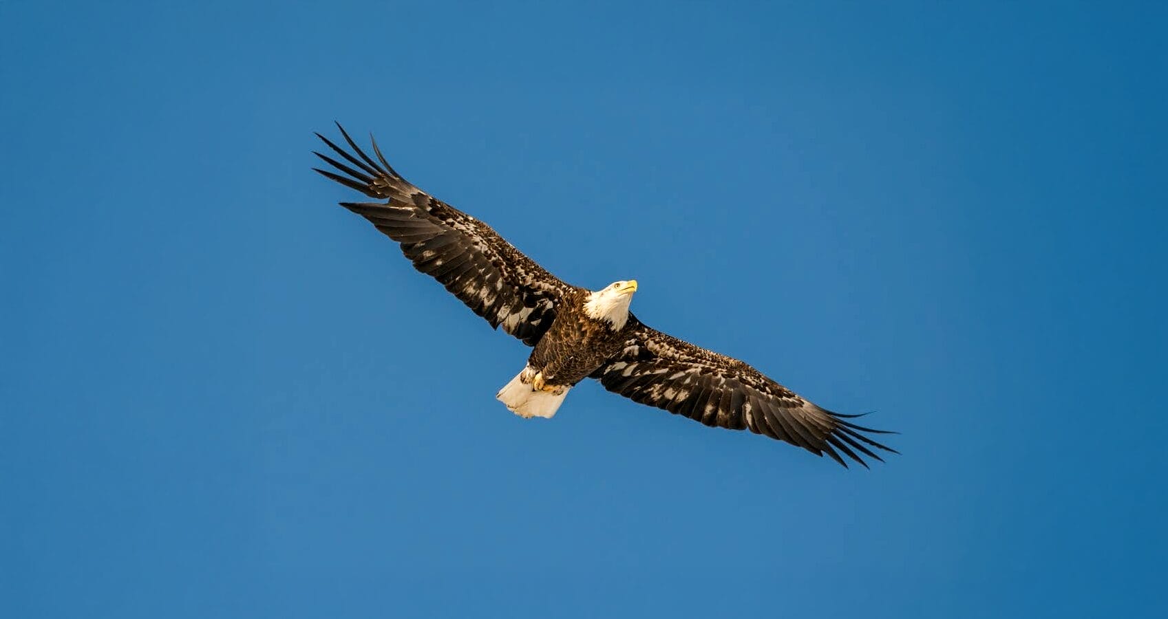 National Save The Eagle Day
