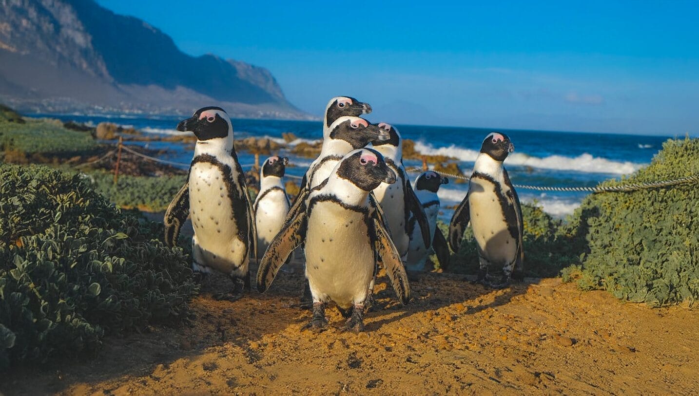 Penguin Awareness Day
