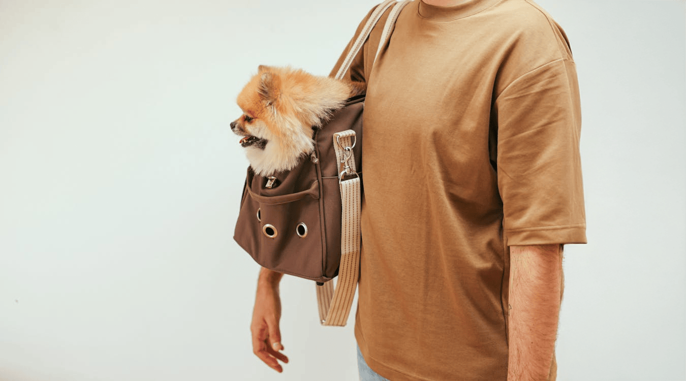 Pet Travel Safety Day