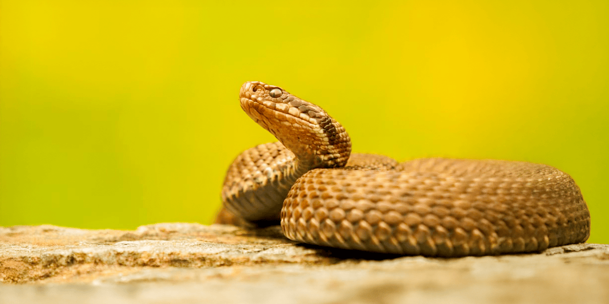 Rattlesnake Roundup Day