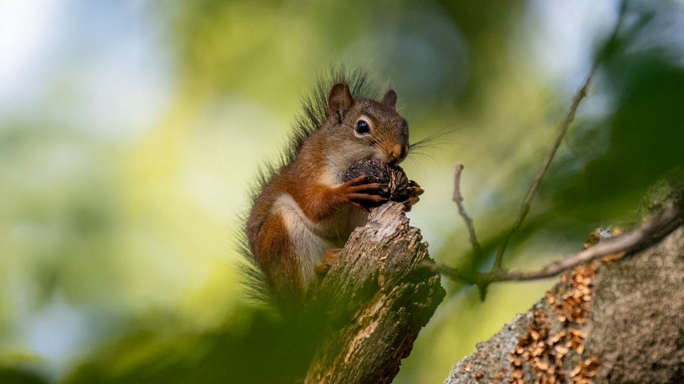 Squirrel Appreciation Day