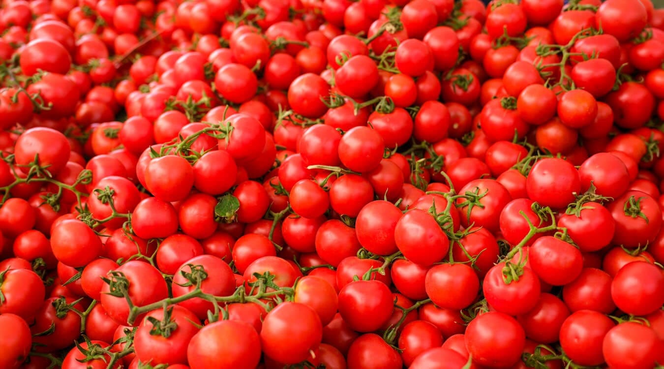 Fresh Tomatoes recently harvested