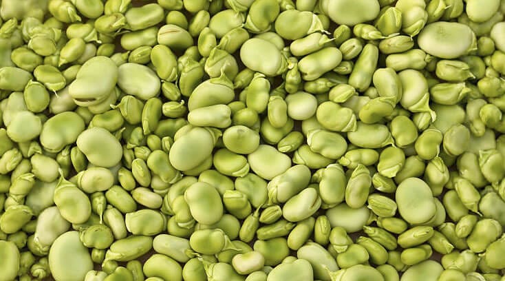 a bushel of lima beans